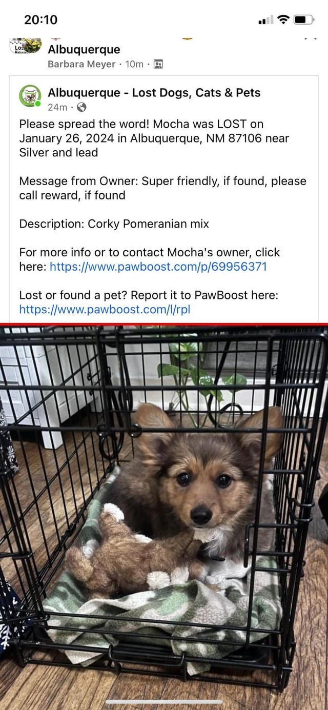 Lost Dog in Albuquerque, New Mexico — listing photo