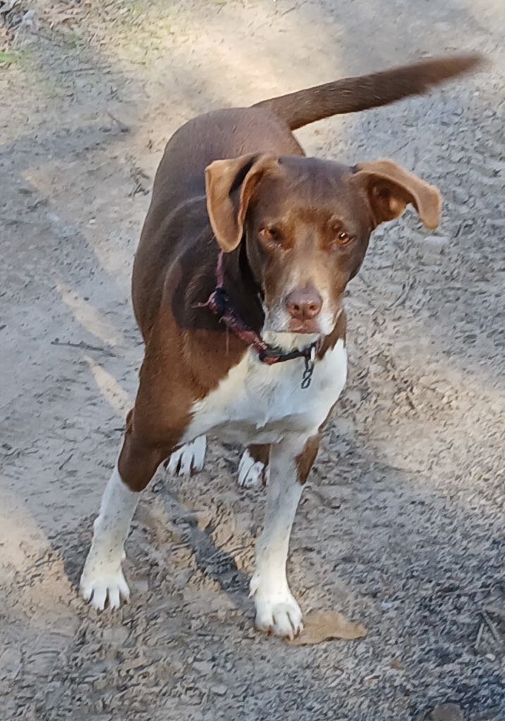 Lost Dog in Grand Saline — listing photo