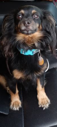 Lost Dog in Richmond, Virginia — listing photo