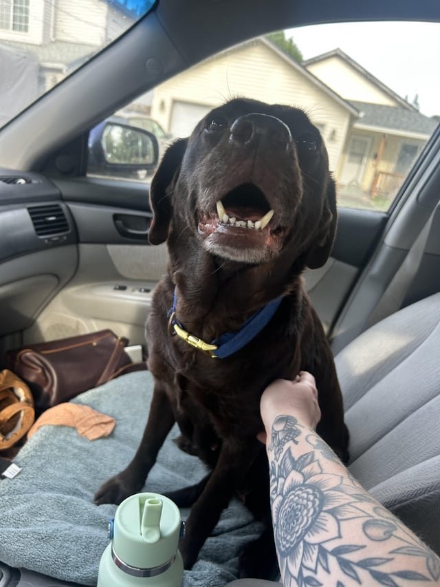 Lost Dog in Portland, Oregon — listing photo