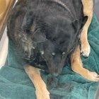 Pet alert in Las Vegas, Nevada — What happened to this dog?