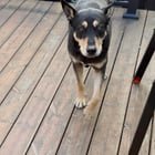 Found Dog in Denver, Colorado — listing photo