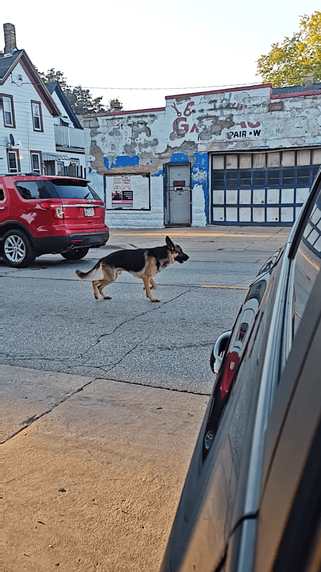 Lost Dog in Milwaukee, Wisconsin — listing photo