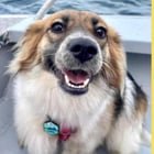 lost dog in Anchorage, Alaska