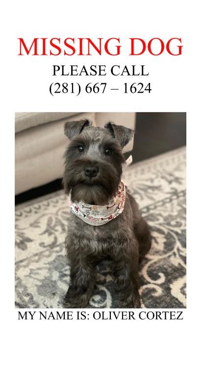Lost Dog in Houston, Texas — listing photo