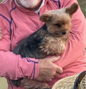 Lost Dog in Tarpon Springs — listing photo
