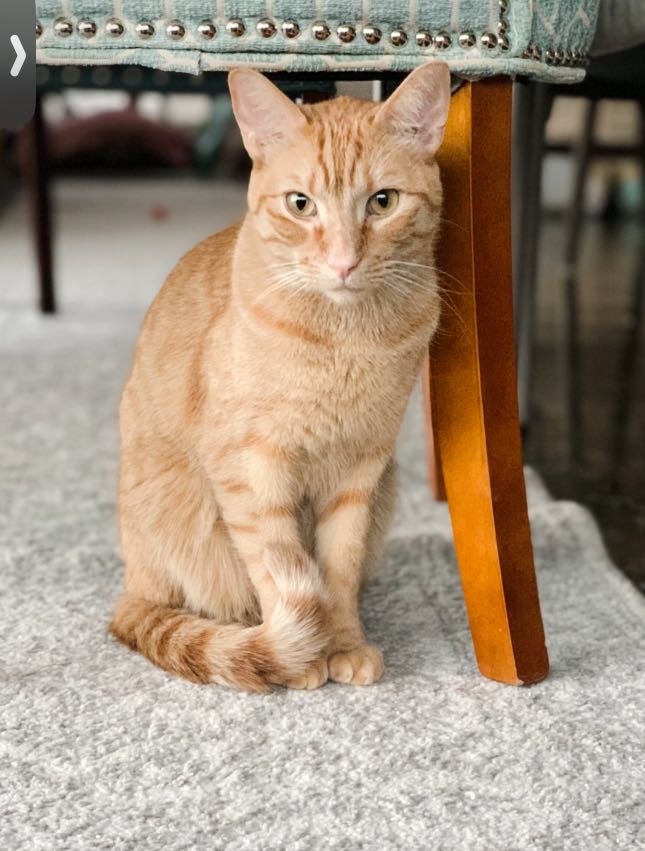 Lost Cat in Buckeye, Arizona — listing photo