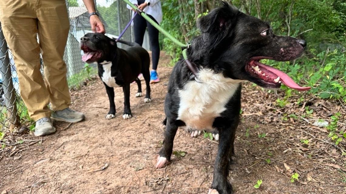 Pet alert in Charlotte, North Carolina — Stop the Destruction of Charlotte Animal Shelter’s walking trails