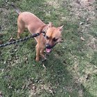 found dog in Louisville, Kentucky