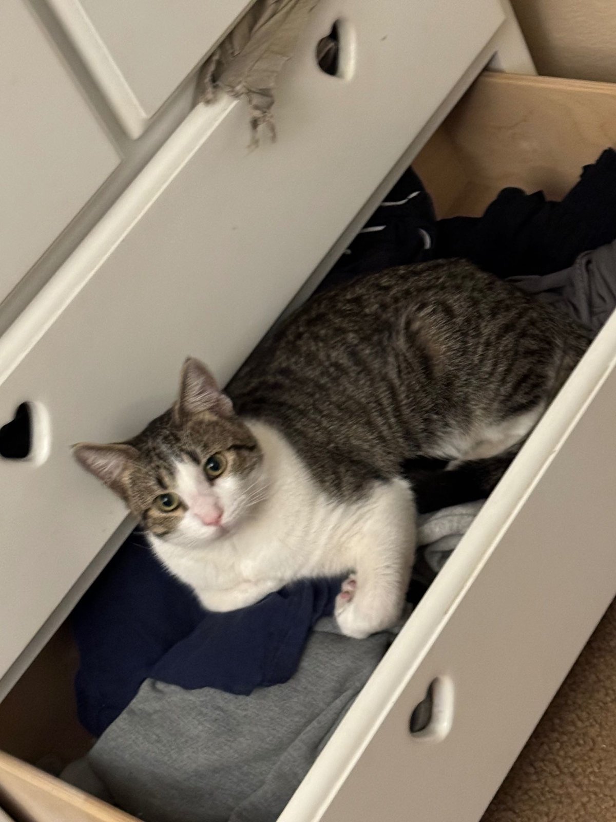 Lost Cat in Ontario, California — listing photo