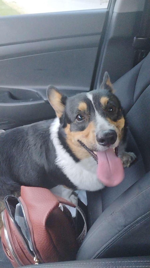 found dog in Wichita, Kansas