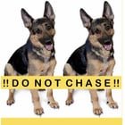 lost dog in Anchorage, Alaska