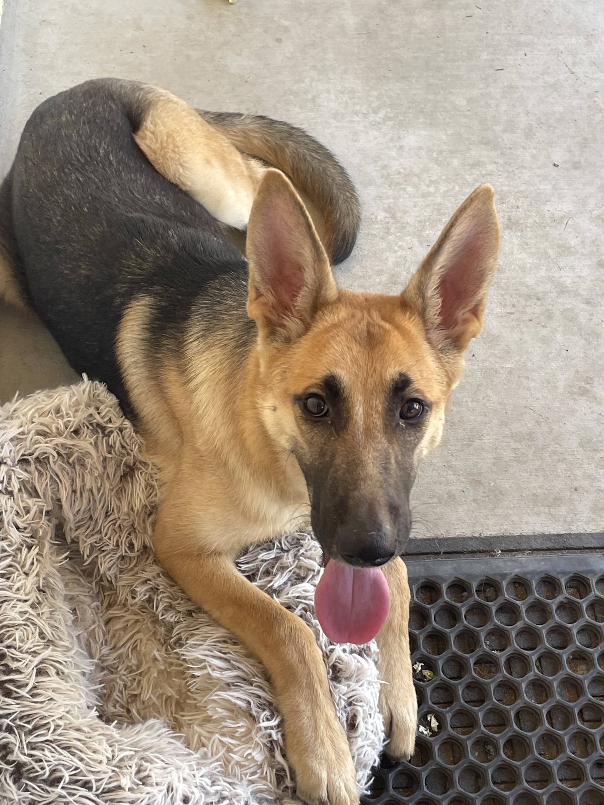Found Pet in Fresno, California — listing photo