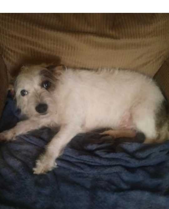 Lost Dog in Magnolia — listing photo