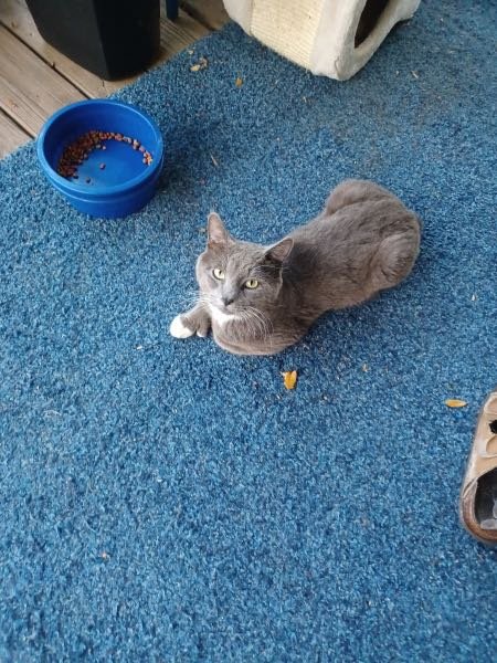 Lost Cat in Gibsonton — listing photo