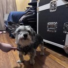 Lost Dog in Washington, District of Columbia — Is anyone missing their dog?