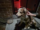 Found Dog in Hollywood, Florida — listing photo