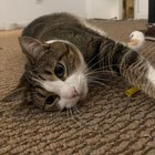 Lost Pet in Tampa, Florida — listing photo