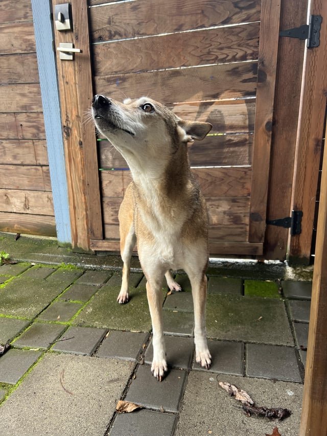 found dog in Portland, Oregon