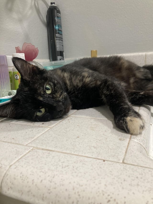 Lost Cat in San Jose, California — listing photo