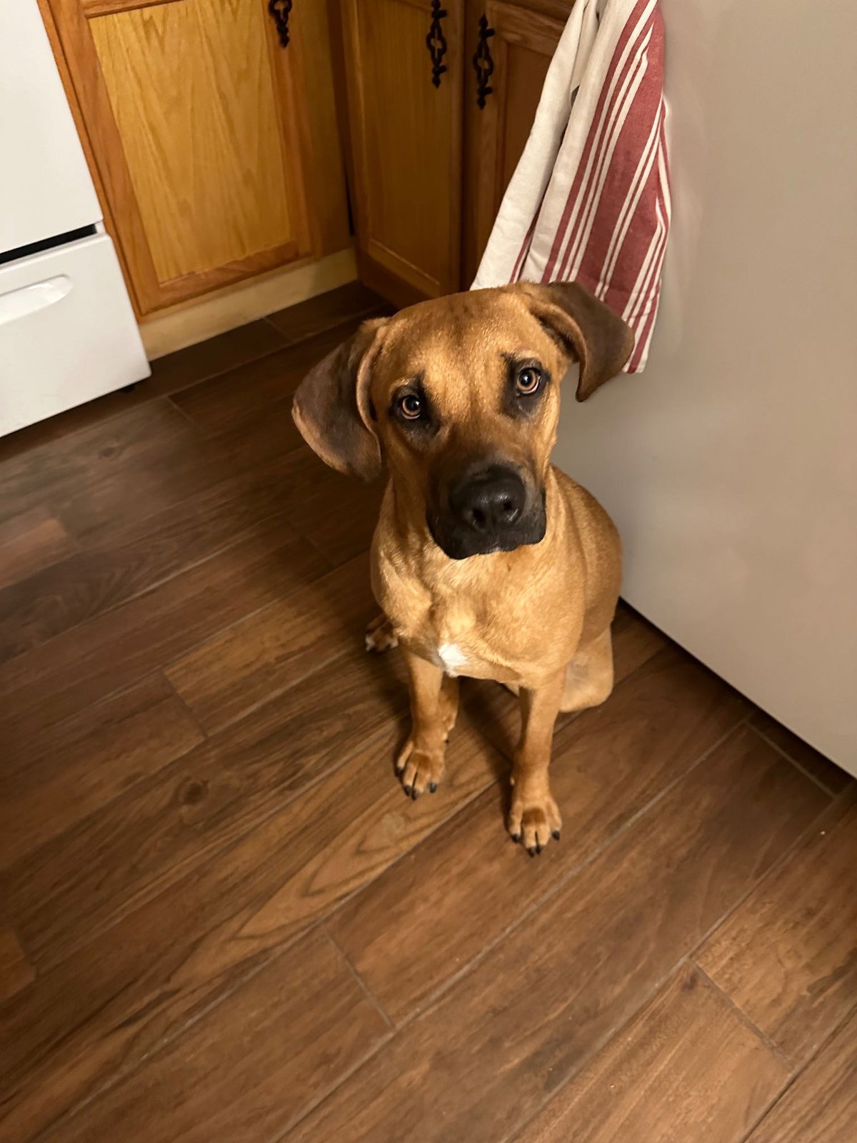 Lost Dog in Woodbine — listing photo