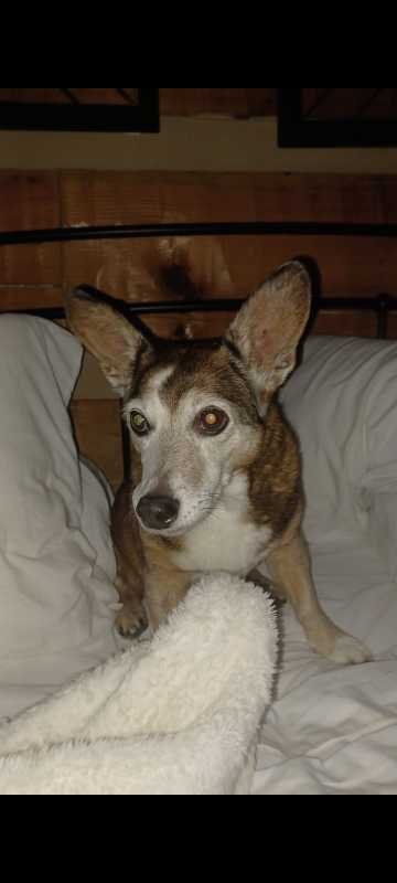 Lost Dog in Forest City — listing photo