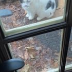 Found Pet in Louisville, Kentucky — Is this your cat?