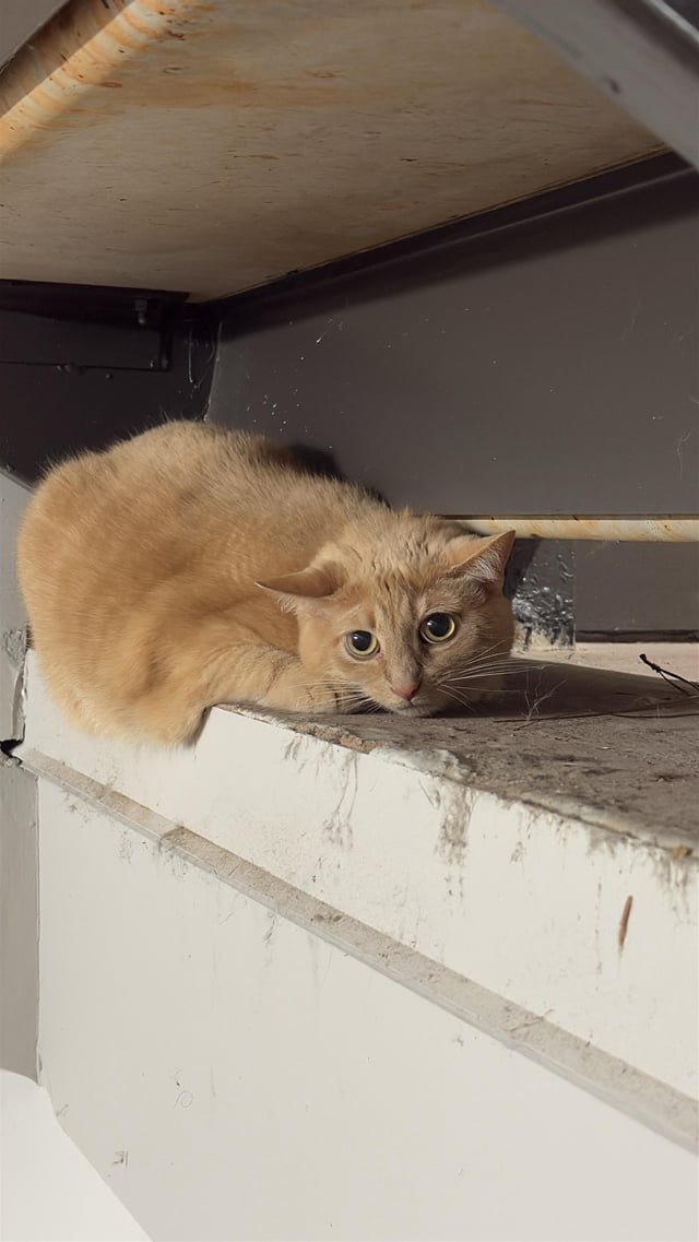 found cat in Charlotte, North Carolina