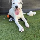 Found Dog in San Diego, California — Deaf foster dog-available for adoption