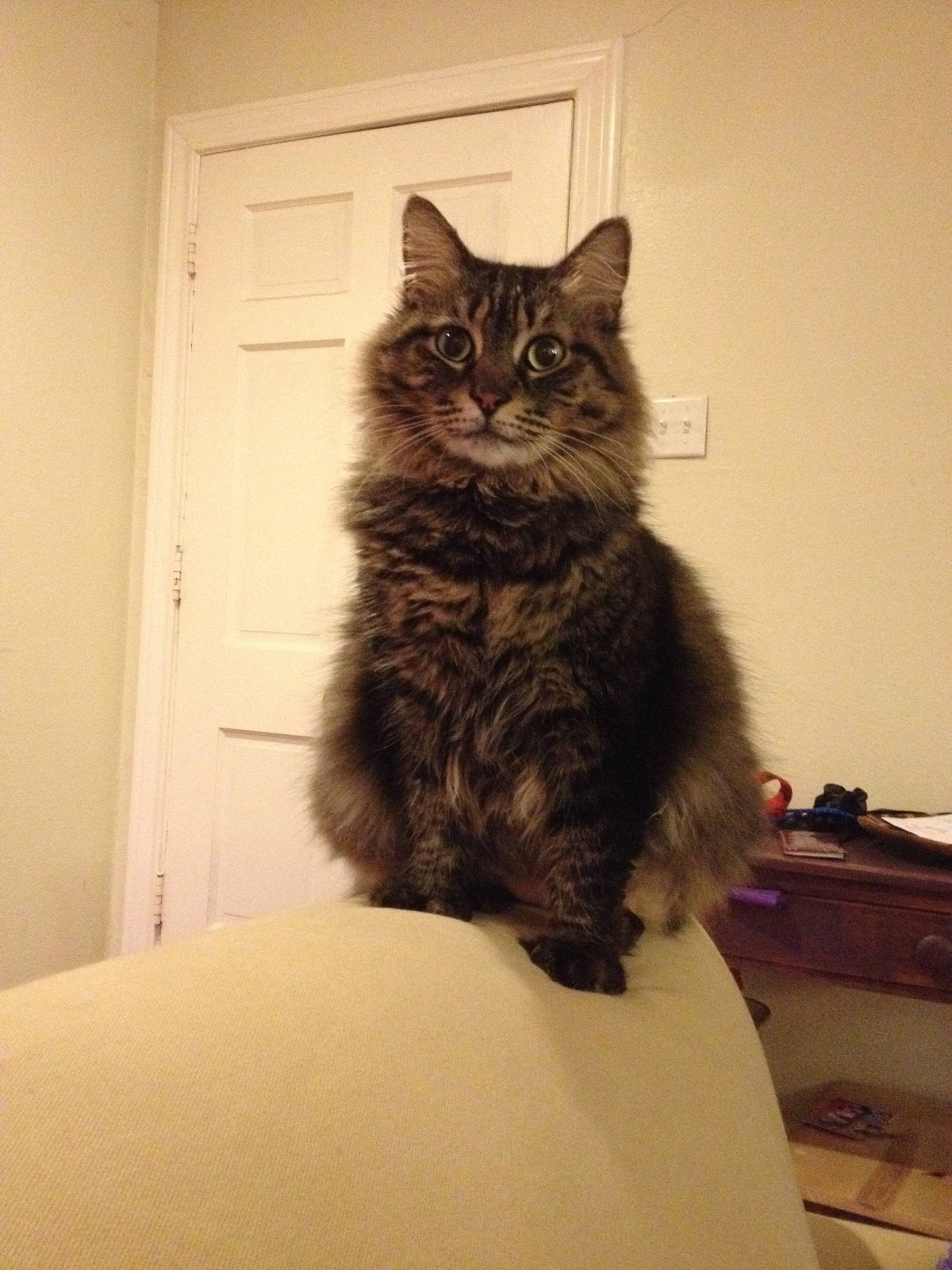 Lost Cat in Houston, Texas — listing photo