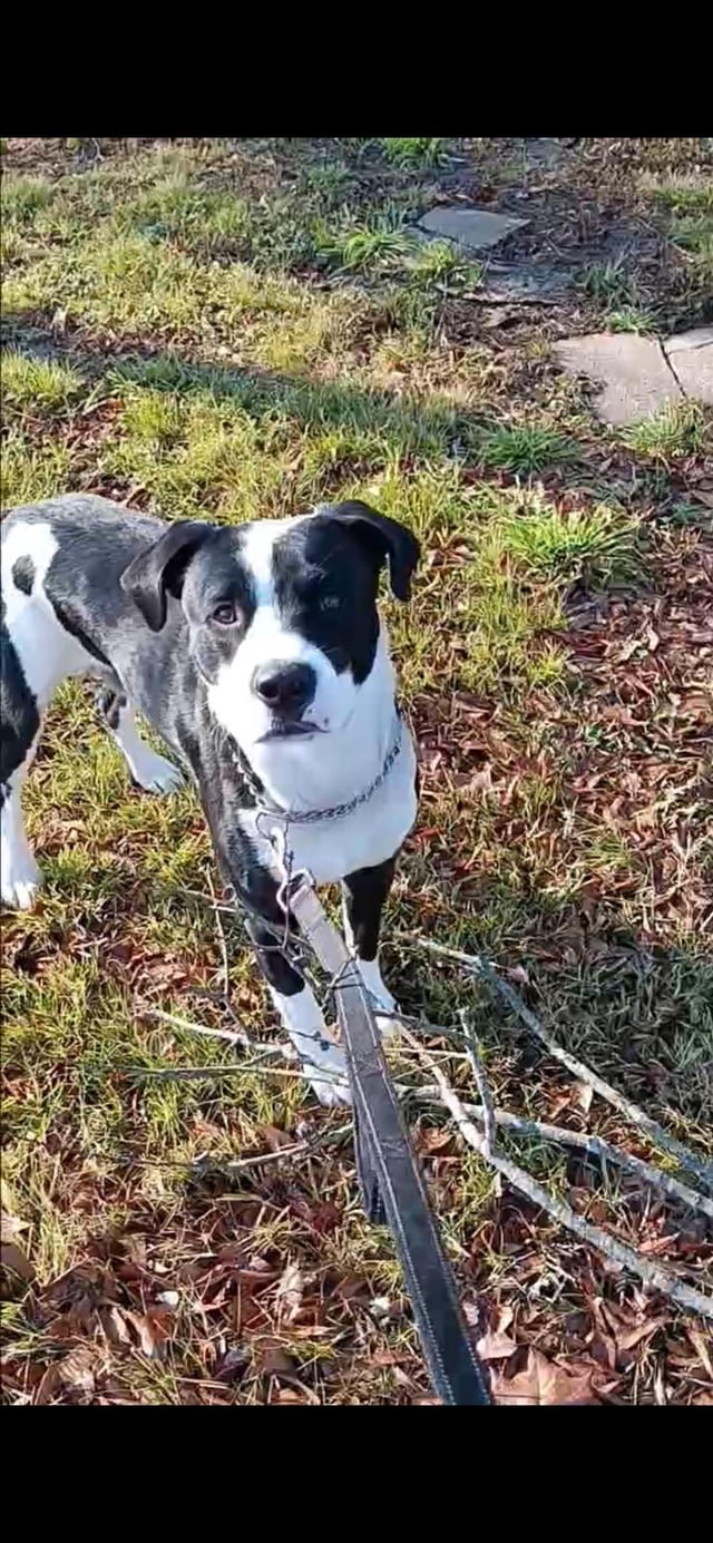 lost dog in Nashville, Tennessee