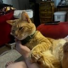 lost cat in Colorado Springs, Colorado