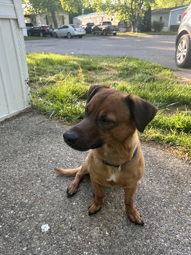 found dog in Louisville, Kentucky