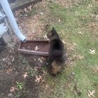 Lost Cat in Cincinnati, Ohio — listing photo