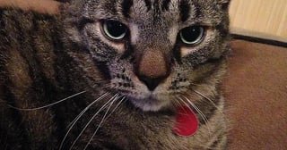 Lost Cat in K — listing photo