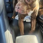 Lost Dog in Philadelphia, Pennsylvania — listing photo