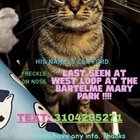 lost cat in Chicago, Illinois