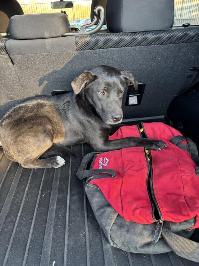 found dog in Memphis, Tennessee