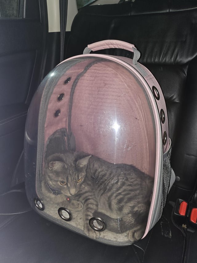 found cat in New York, New York
