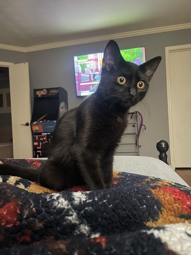 found cat in Memphis, Tennessee