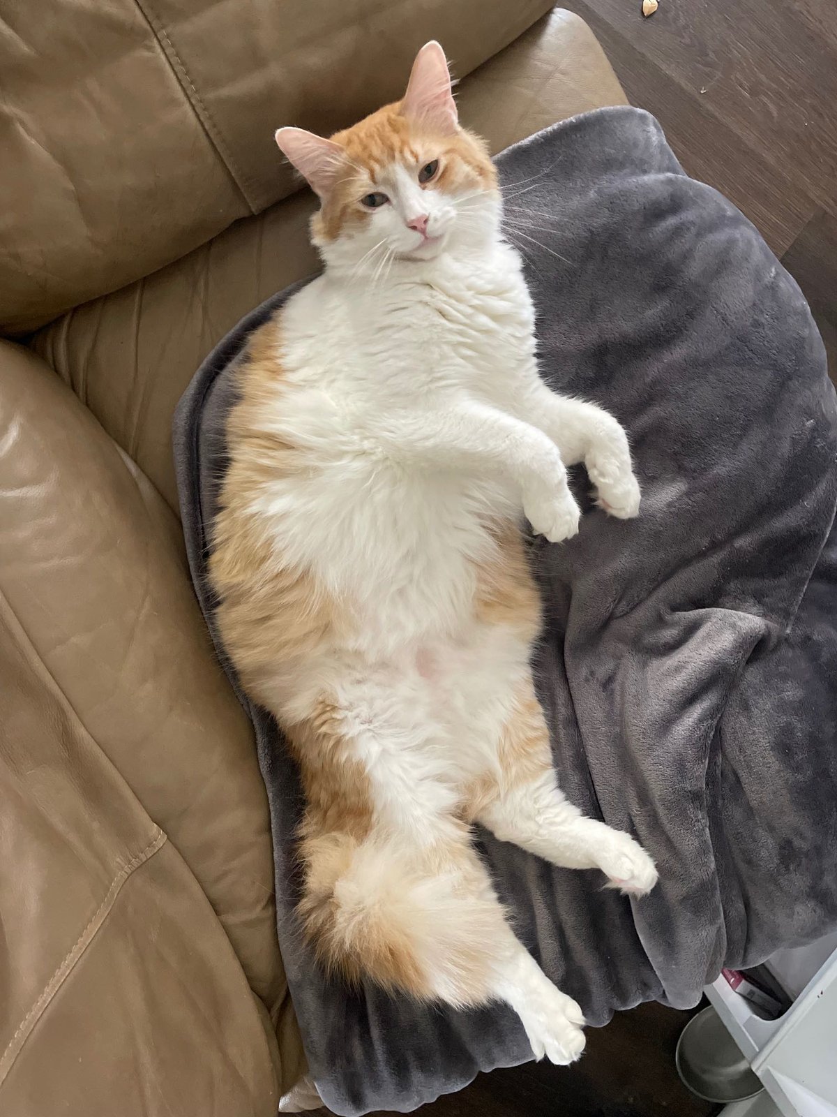 Lost Cat in San Marcos, California — listing photo