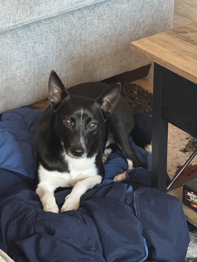 Found Dog in Winston-Salem, North Carolina — Looking for a patient and reliable dog walker in Winston-Salem