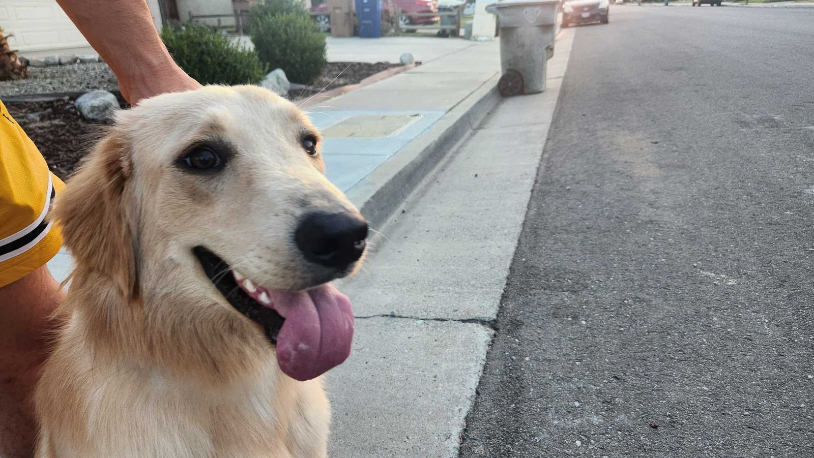 Lost Dog in Bakersfield, California — listing photo