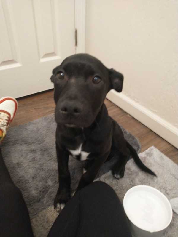 lost dog in Corning