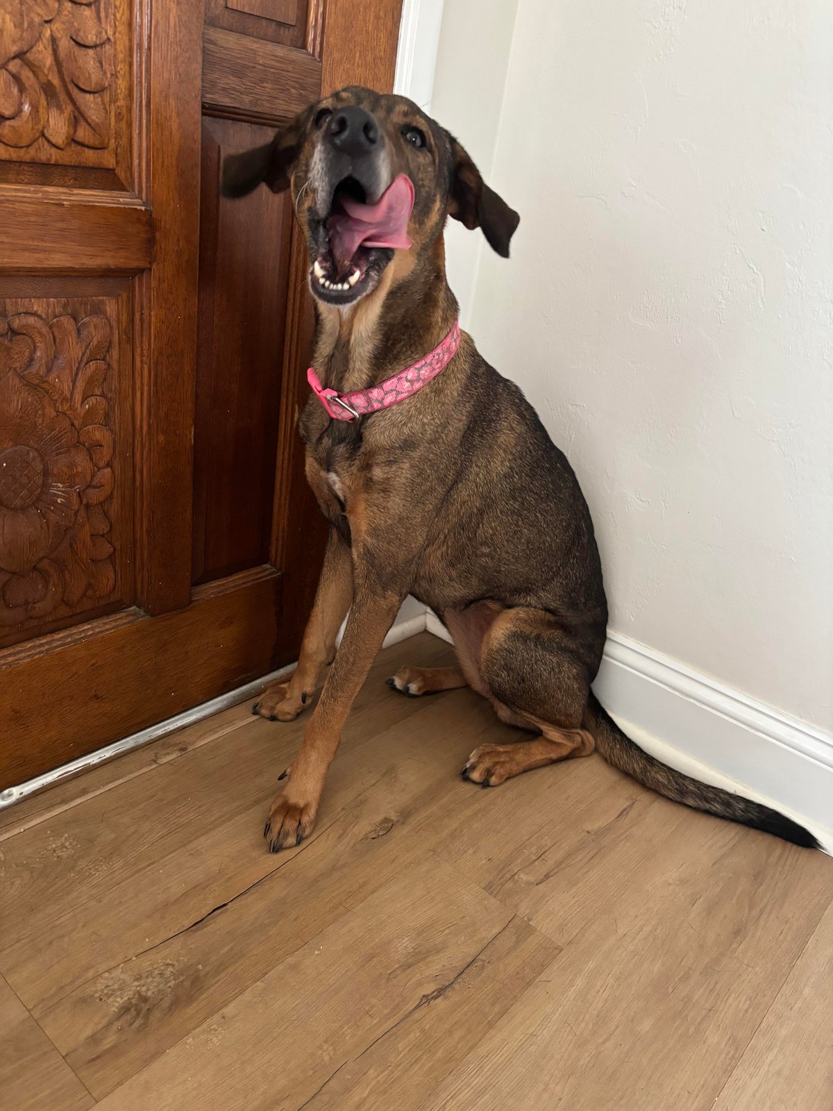 found pet in Miami, Florida
