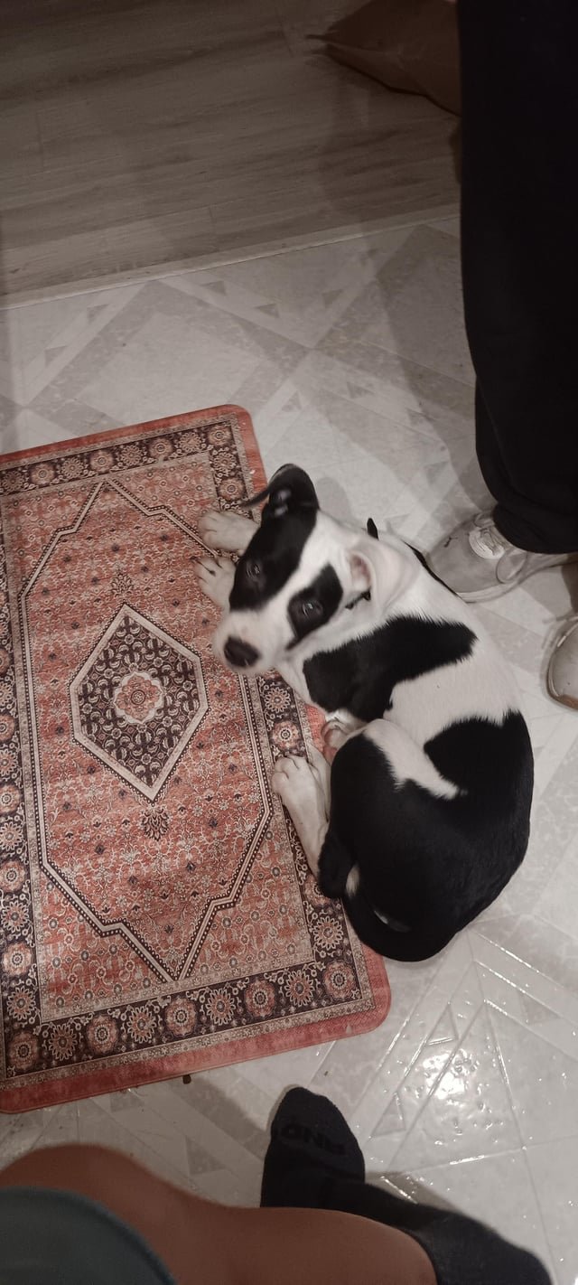 found dog in Bellingham, Washington