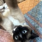 Lost Dog in Washington, District of Columbia — listing photo