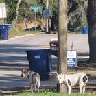 Lost Pet in Tampa, Florida — listing photo