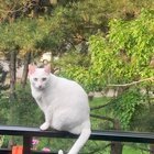 Lost Cat in K — Cat missing
