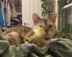 Lost Cat in Louisville, Kentucky — listing photo